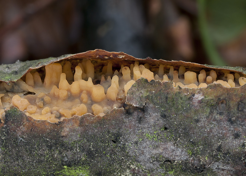 Peniophora laeta